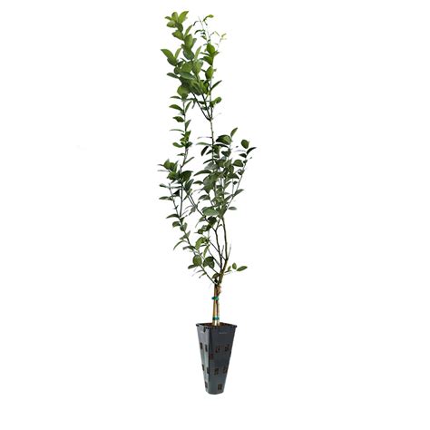 Meyer Lemon Trees for Sale | BrighterBlooms.com