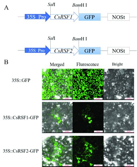 Subcellular Localization Of Csrsf1 And Csrsf2 In The Nicotiana