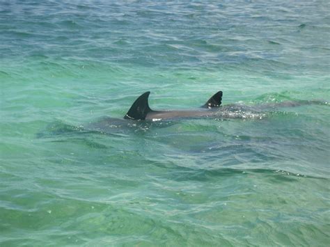 Wild Dolphin Encounter In Key West Florida