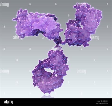 Immunoglobulina G Immagini E Fotografie Stock Ad Alta Risoluzione Alamy