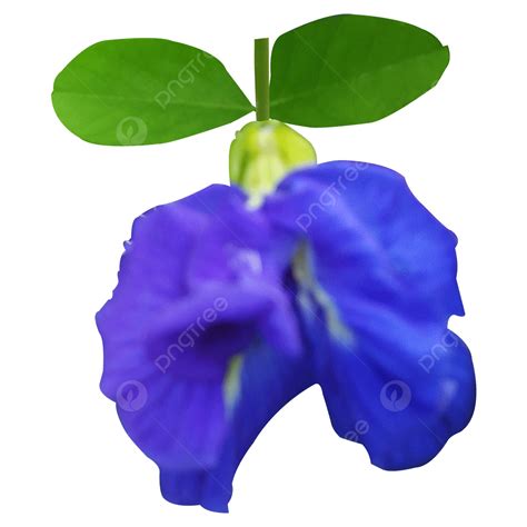 Blue Green Flowers Png Transparent Blue Aparajita Flowers With Green