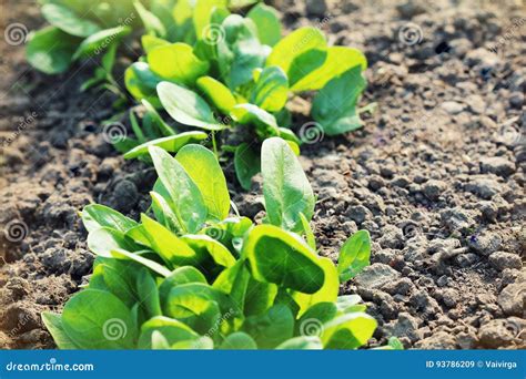 Young Leaves Of Spinach Sprouts Spinach Growing In Garden Green