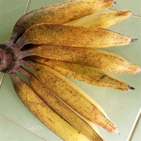 pisang tanduk wasmon