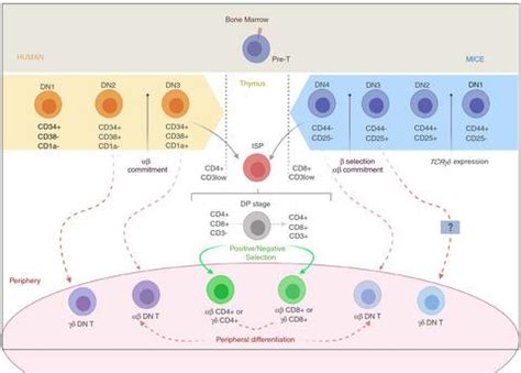 T Immunology X Mol