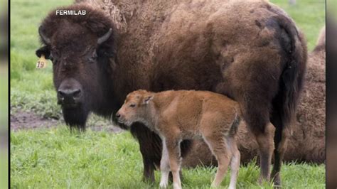 PHOTOS: Baby bison born at Fermilab; herd now at 18 - ABC7 Chicago