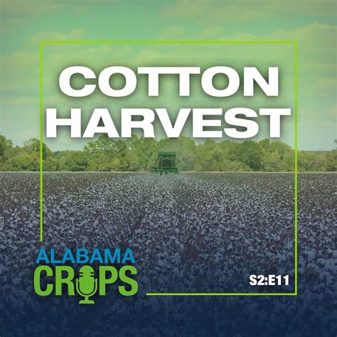 Season Episode Cotton Harvest Alabama Cooperative Extension System