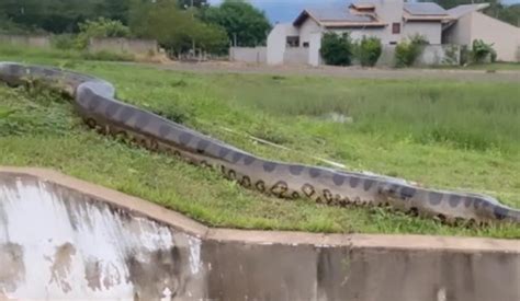 VÍDEO sucuri gigante é flagrada passeando perto de moradores em MS