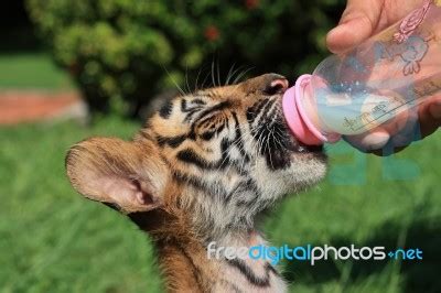 Tiger Cub Drinking Milk Stock Photo - Royalty Free Image ID 10062393