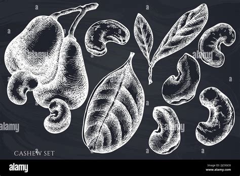 Vector Set Of Hand Drawn Chalk Cashew Stock Vector Image Art Alamy