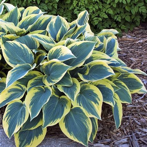 First Frost Hosta Shade Perennial Gallon Pot Shade Perennials