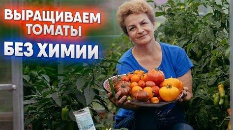 Выращиваем томаты без химии - YouTube