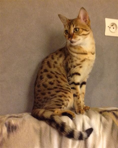 Yosefa, Egyptian mau bronze Litter 05.12.2011