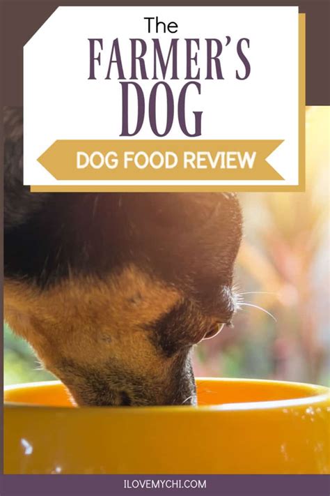 The Farmers Dog Dog Food Review - I Love My Chi