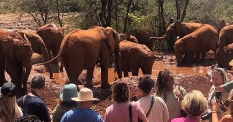 Nairobi Tur Til Nairobi Nationalpark Og Elefantb Rnehjemmet Getyourguide