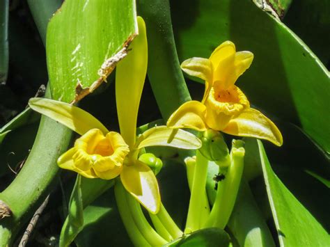 gambar bunga vanili  bagiannya  koleksi gambar