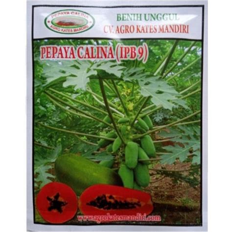 Jual Benih Pepaya CALINA IPB 9 Isi 5Gram Sekitar 250 Butir Benih Pepaya