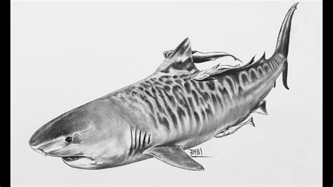 Realistic Shark Drawing