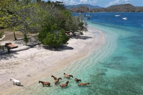 Main Di Pantai Bersama Kuda Di Gili Asahan Destinasi Wisata Andalan Di