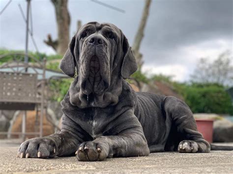 Lo Que Debes Saber Sobre El Perro Mastín Napolitano