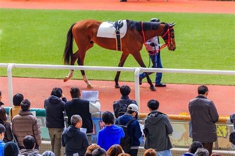 競馬予想に役立つ相馬眼とは？鍛えるための方法やコツを5つ紹介！ みんなの競馬検証