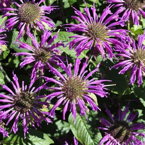 Monarda 'Prairienacht' | Claire Austin