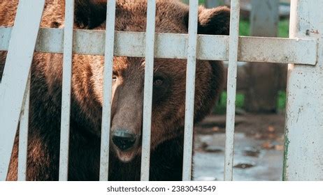 Sad Bear Russian Images Stock Photos D Objects Vectors