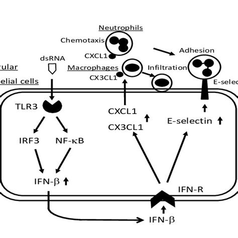 Postulated Signaling Pathways Of Tlr3 Irf3 Nf κb And Ifn β In The Download Scientific