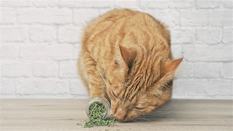 Is Catnip Bad For Cats Petsradar