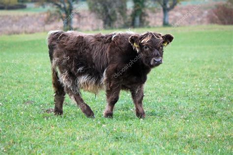 Baby highland cow portrait by autumn day — Stock Photo © Elenarts #38199691