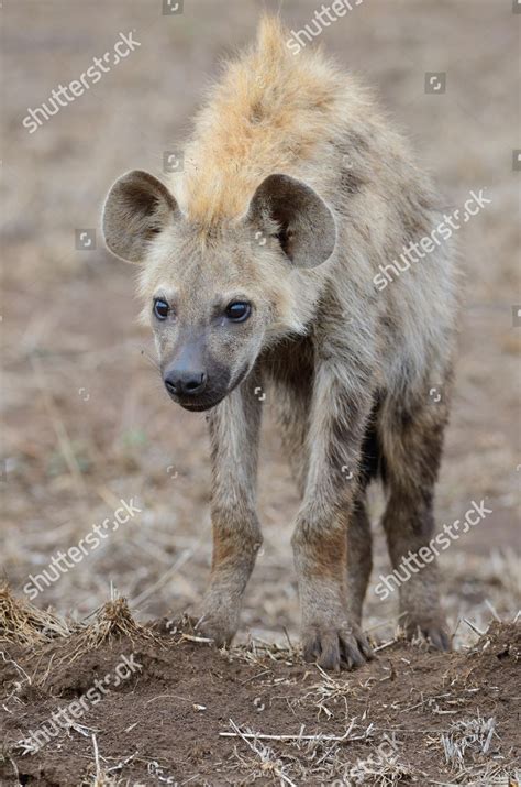 Spotted Hyena Laughing Hyena Crocuta Crocuta Editorial Stock Photo - Stock Image | Shutterstock