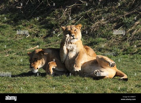 Captive African Lioness Panthera Leo Laying Down In The Yorkshire