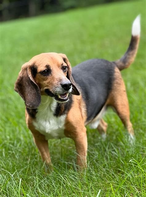Bruin's Story - Beagle Lovers & Rescuers