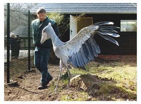 Shoebill stork weight - pinxoler