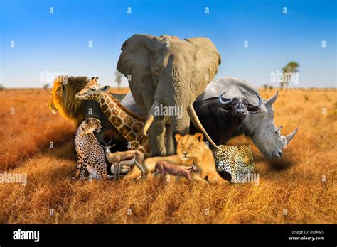 African Safari Animals Wallpaper