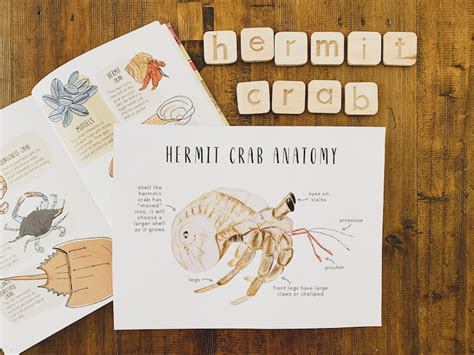 Hermit Crab Anatomy Homeschool Printables Homeschool | Etsy