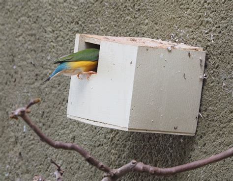 Gouldian Finch Chloebia Gouldiae Entering Nesting Box 2022 03 16