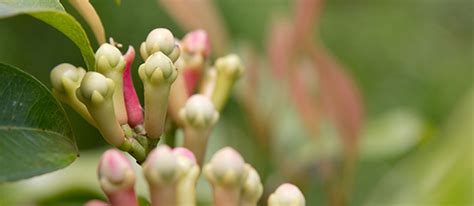 Cloves Production In Madagascar Malagasy Cloves Crop 2016