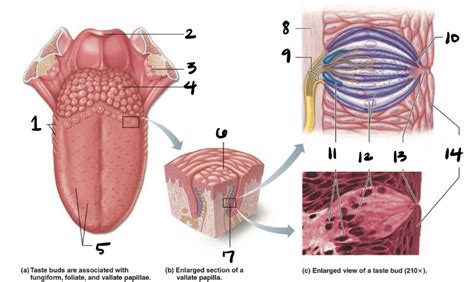 Ch 15: Taste Diagram | Quizlet