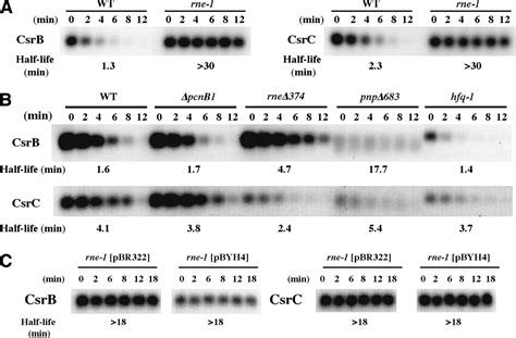 Identification Of A Novel Regulatory Protein CsrD That Targets The