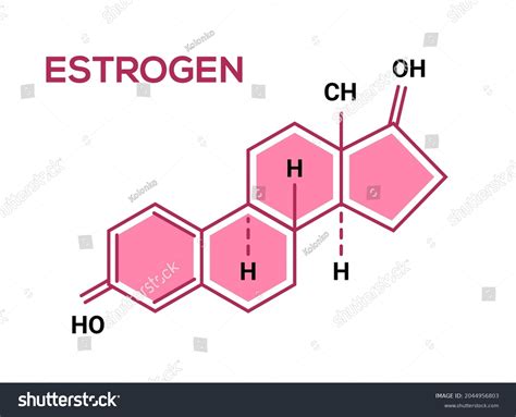 Estrogen Hormone Science Symbol Estrogen Female Stock Vector Royalty Free 2044956803