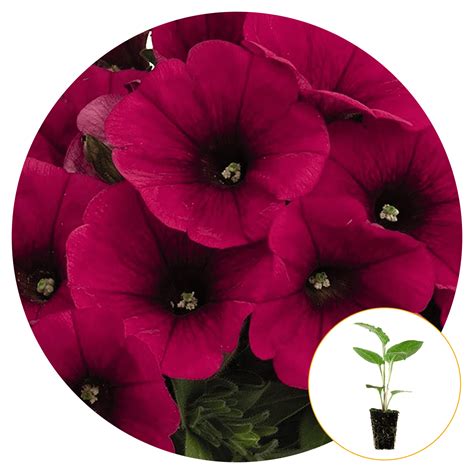 Ferry Morse Plantlings Live Baby Plants Petunia Sweetunia Pink Hot Full