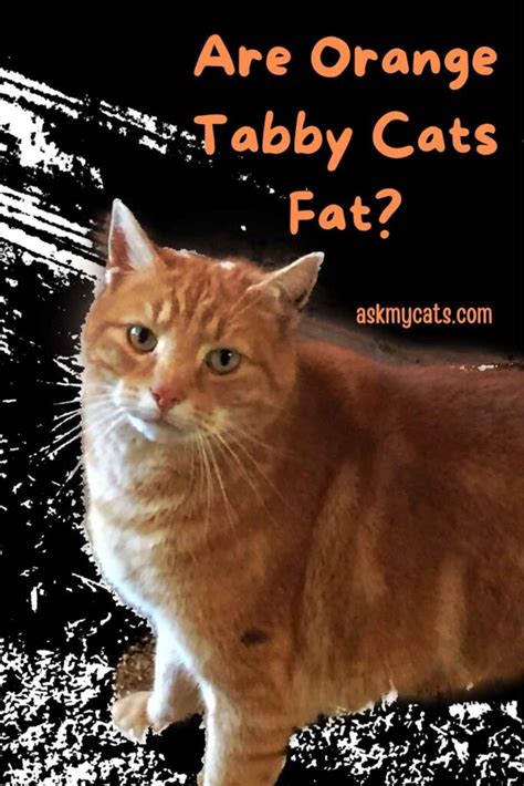 Orange Tabby Cat Fascinating Facts! Know About Tabby Cat Personality