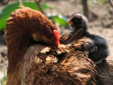 Comment Les Animaux D Levage Ressentent Ils La Temp Rature Celagri