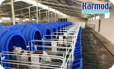 Calf Rearing Systems and Their Advantages - Karmod Plastic