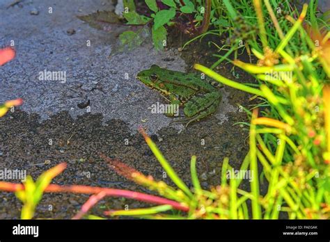 Green Water Frog Rana Lessonae Close Up Selective Focus On Head