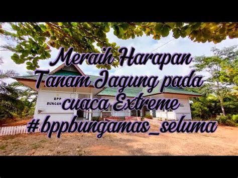 Meraih Harapan Tanam Jagung Pada Cuaca Extrem YouTube