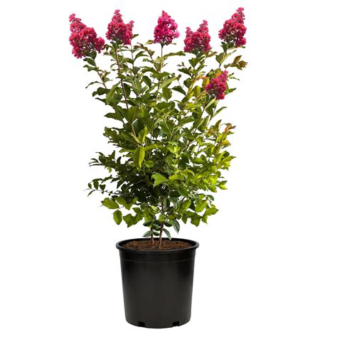 crape myrtle tuscarora tree 8
