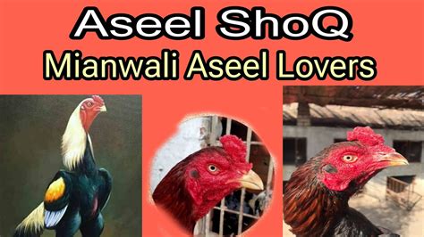 Aseel Lovers Aseel Shoq Mianwali Aseel Breed Youtube