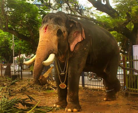 Kerala Temple Elephant