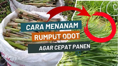 Cara Sederhana Menanam Rumput Odot Yang Benar Supaya Cepat Panen Youtube